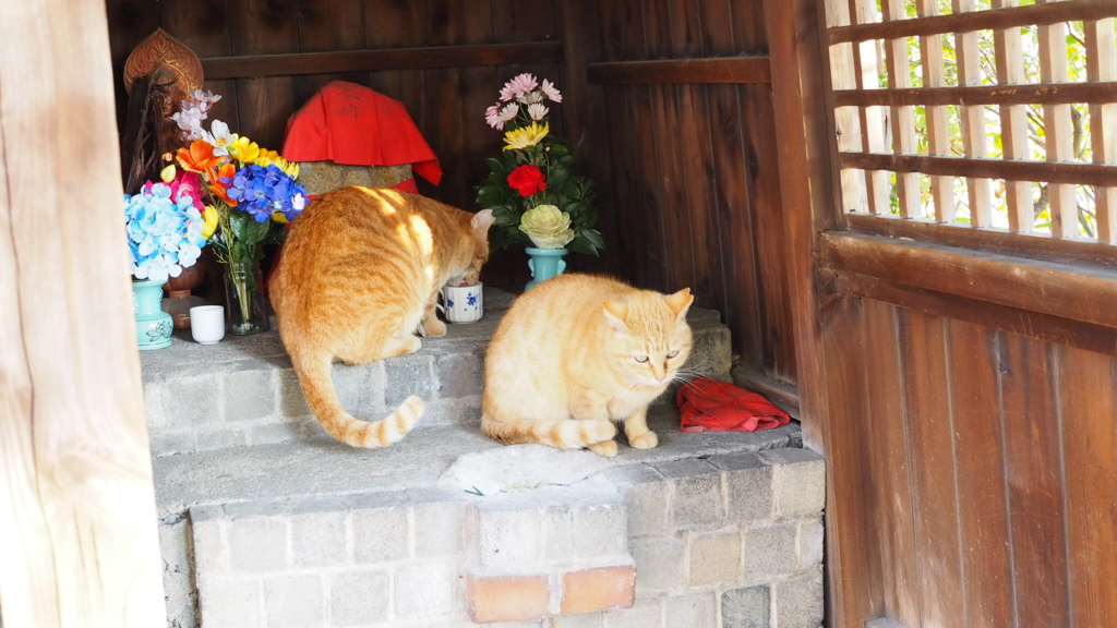 美人な野良猫②