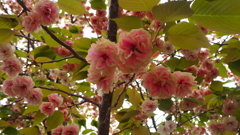 今年最後の桜①