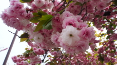 今年最後の桜②