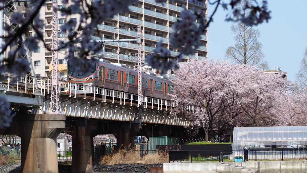 大阪環状線と桜