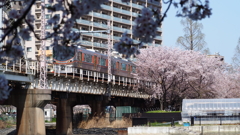 大阪環状線と桜