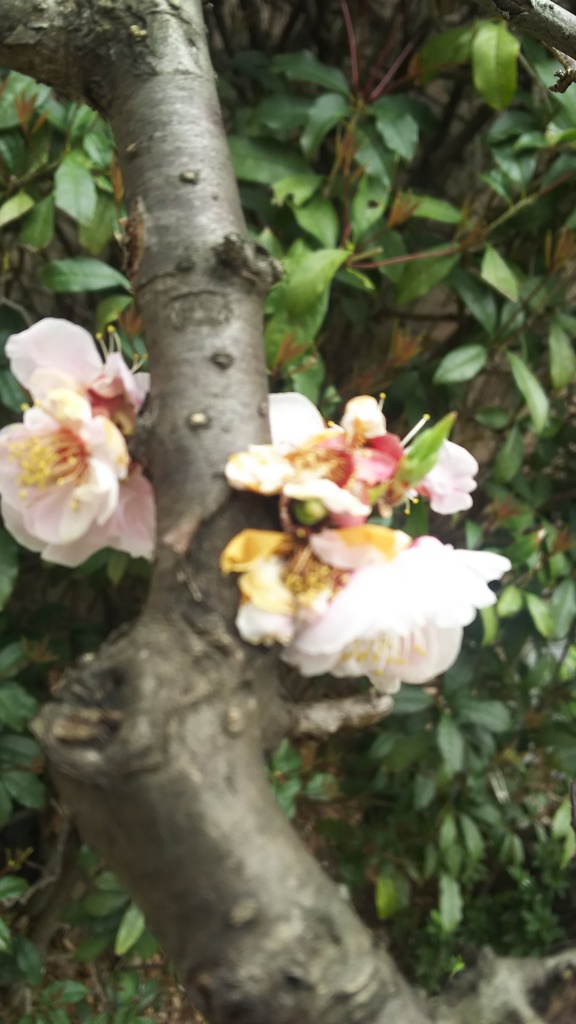 桜開花宣言