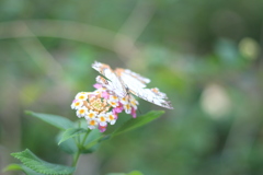 花と蝶