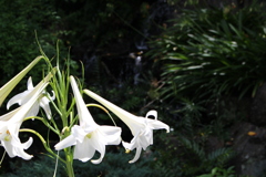 白百合