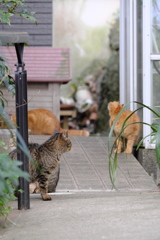 グラバー園の猫たち