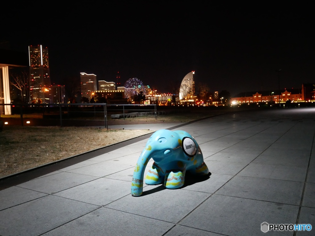 ゾウさんのお散歩