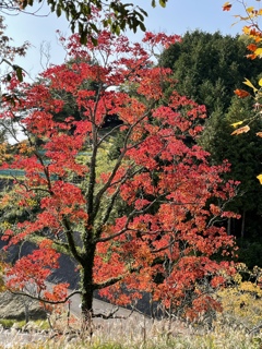 2020年紅葉その2