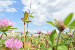 草むらで見つけた生活