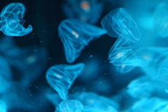 空海月