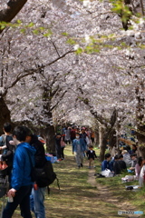 熊谷桜堤