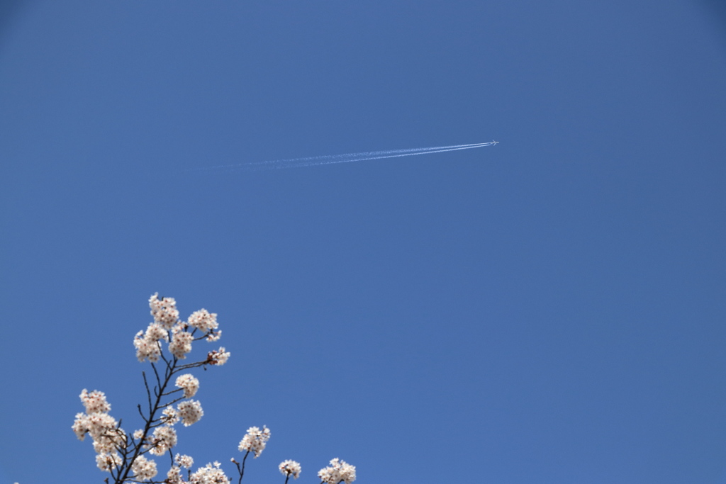 桜 with 飛行機