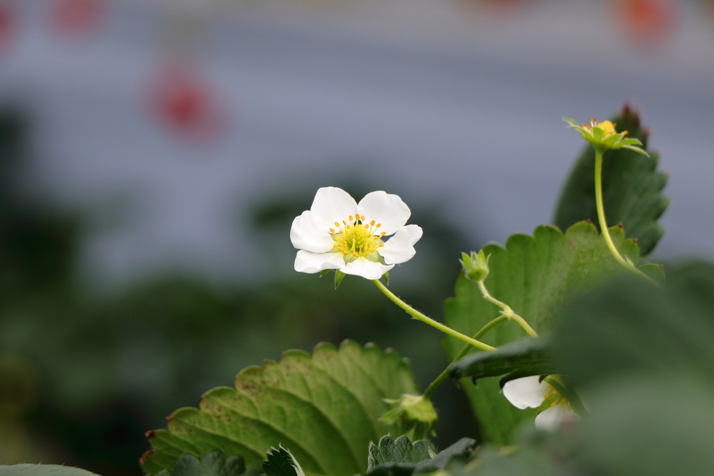 苺の花