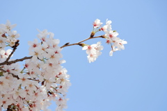 桜