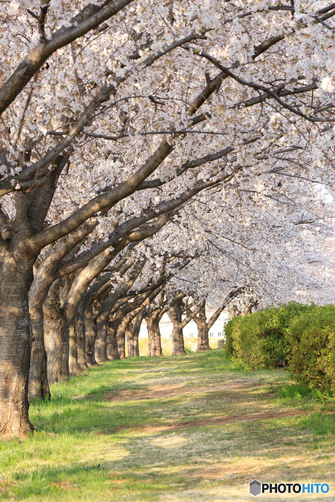 桜の道