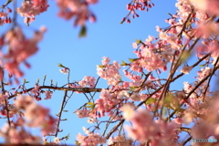 朝陽を浴びる桜