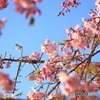 朝陽を浴びる桜