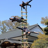 川越春祭り