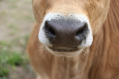 牛の鼻