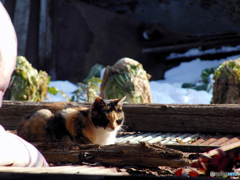 白菜と猫