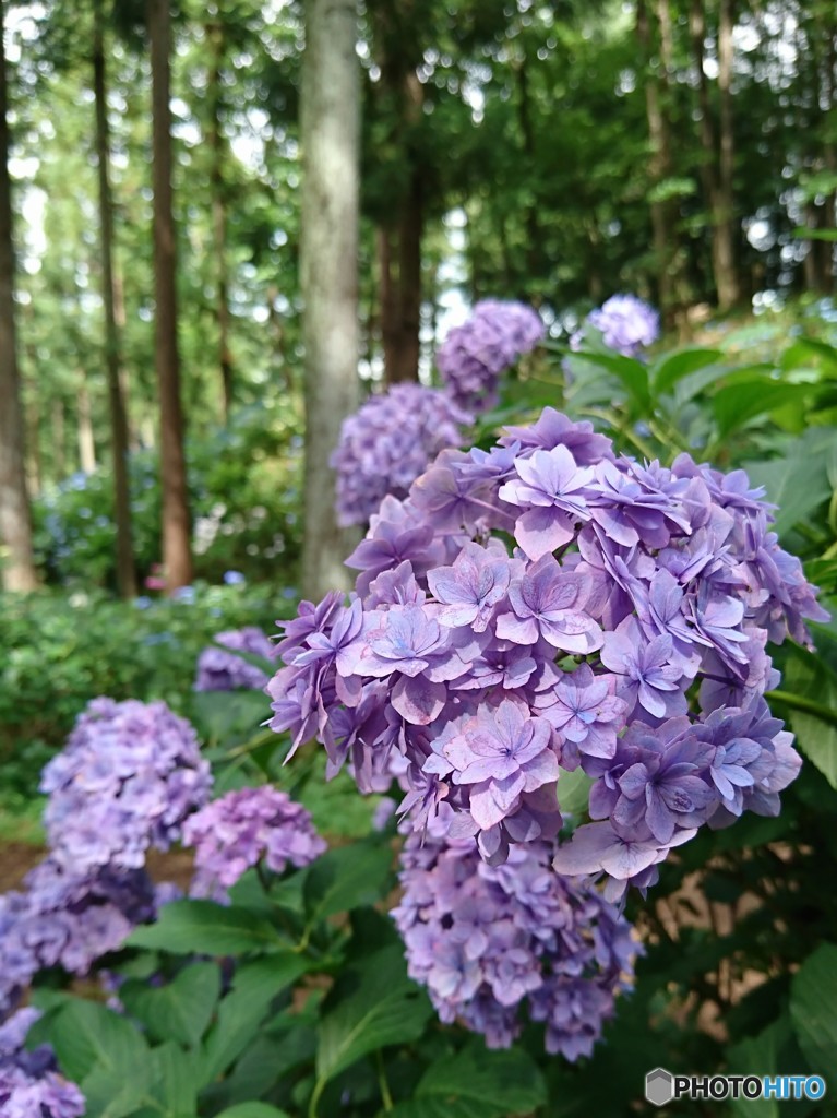 紫陽花寺