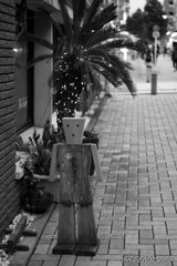 DSC03798-1