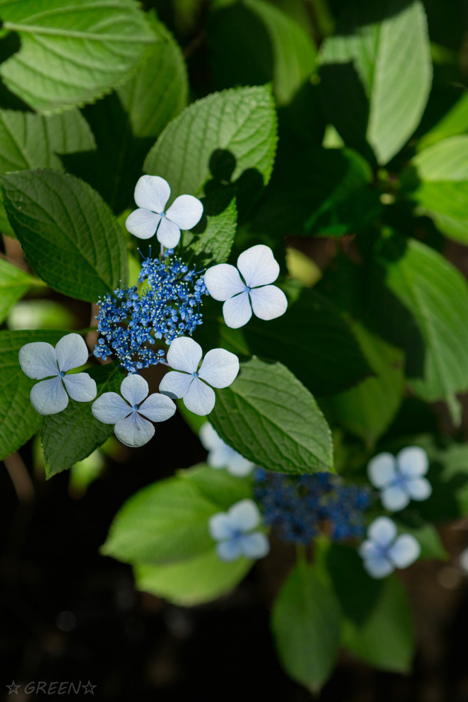 491A9558-1