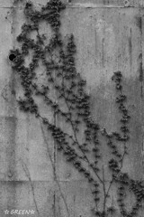 DSC04090-1