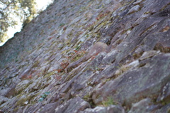 senningorosi
