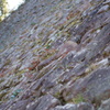 senningorosi
