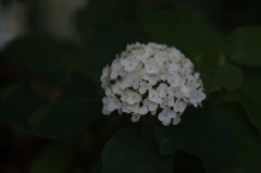 DSC03854