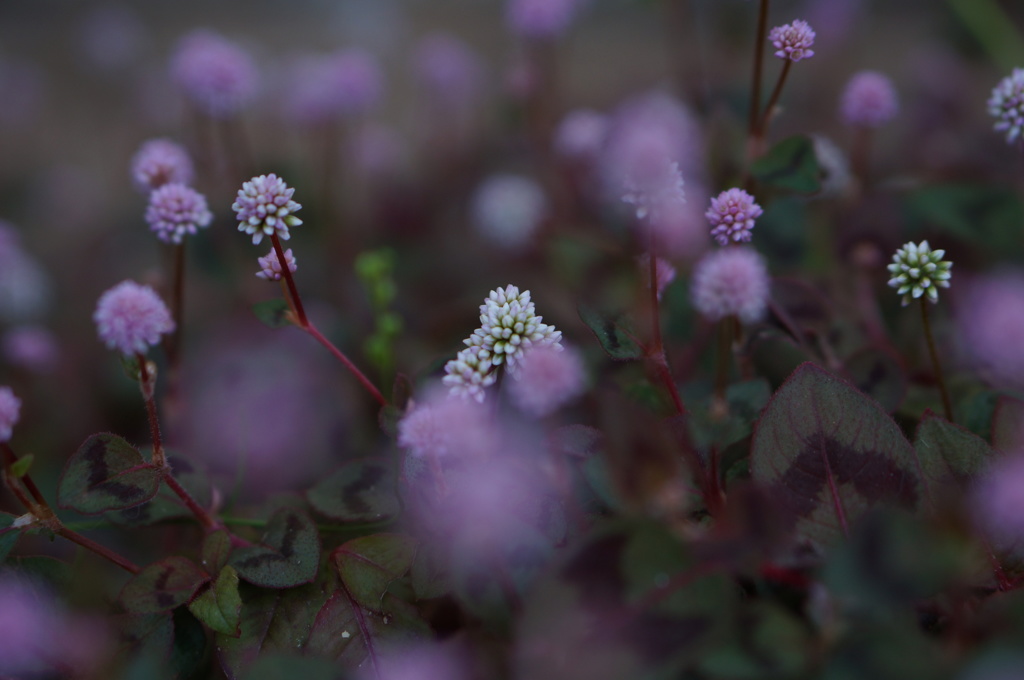 紫の小さな花