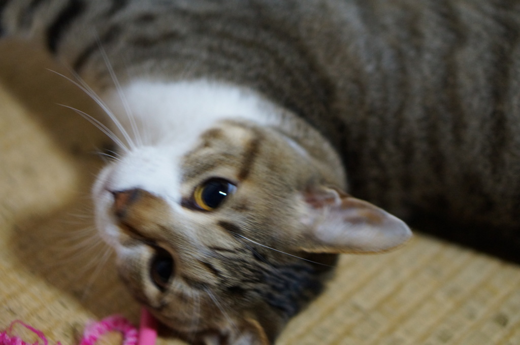 DSC03835