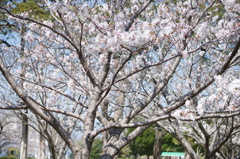 DSC03775