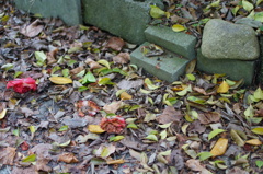 DSC03750