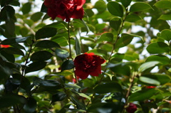 DSC03746