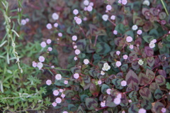 名も知らぬ花