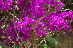 DSC03873