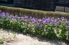 DSC03794