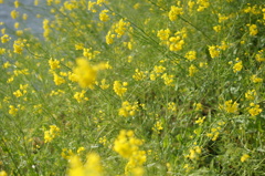 DSC03759
