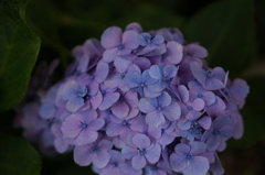 DSC03877