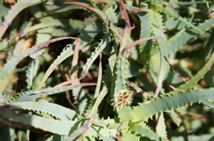 DSC03781