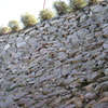 senningorosi2