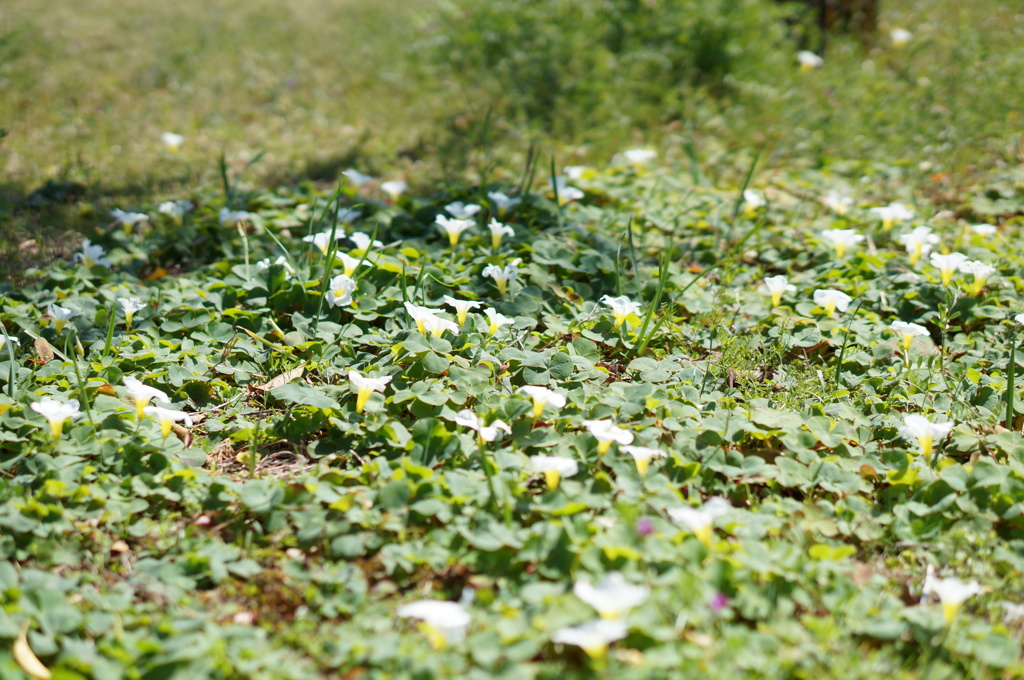 DSC03786