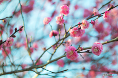 冬の花