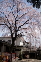 Shower of bloom