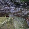 Dragon flies