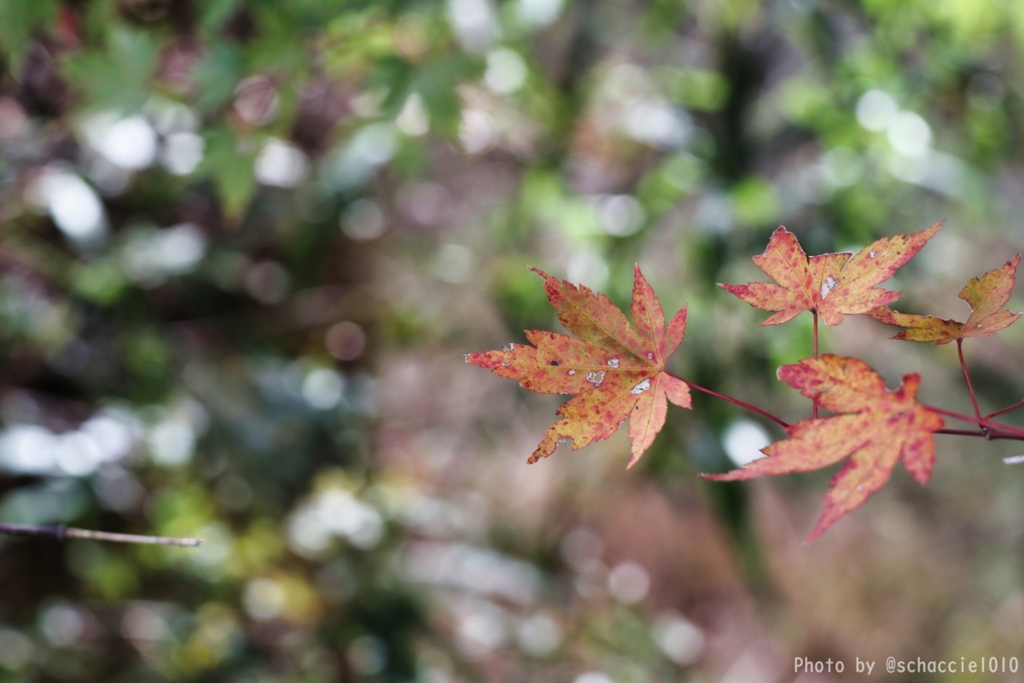 Hello autumn