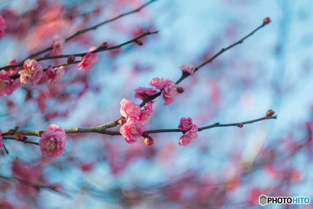冬の花
