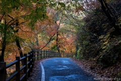 Autumn drive