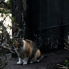 Curiosity
